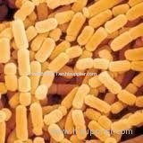 Lactobacillus paracasei - factory supply