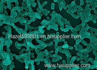 Lactobacillus casei - factory supply