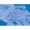 Lactobacillus acidophilus - factory supply