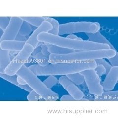 Lactobacillus acidophilus - factory supply