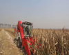 harvester for corn wheat and sugar crane for sale