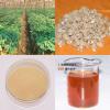 Factory hot sell ginseng root extract powder/ginseng price 2014