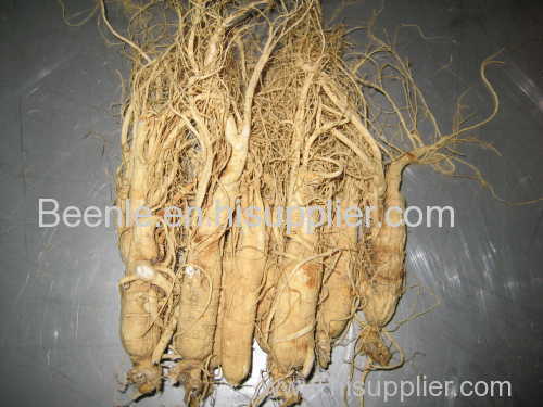 2014 hot sell Ginseng root extract powder/ginseng price