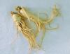 ginseng health patch/panax ginseng root/american ginseng root