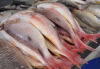 Large Stock Sf Frozen Mackerel Fish Still Available.