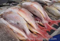 Large Stock Sf Frozen Mackerel Fish Still Available.