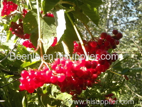 schisandra extract price 2014/Chinese schisandra extract 8%