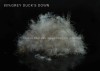 80 Grey Duck Down
