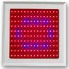 150w LED Plant Grow Light Red Blue spectrum for Vegetable Shed and botanic garde