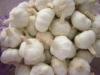 Thick Bright Skin Organic Pure White Garlic 4.5cm No Pests