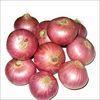 8cm Fresh Onion Without Pesticide Residue , Including Vitamins And Minerals