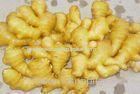 Big Bright Yellow Fresh Ginger In Richful Of Vitamin , Protein 20kg/mesh Bag