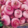 70mm - 90mm Small Natural Fresh Onion Red 5kg / Mesh Bag