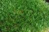 Drought Tolerant 2 Colors13125 Tuft Density Artificial Turf Football for Synthetic Pitches