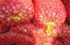Fresh Red Asian Shallots Containing Vitamin C , Folic Acid For Market, improve immunity