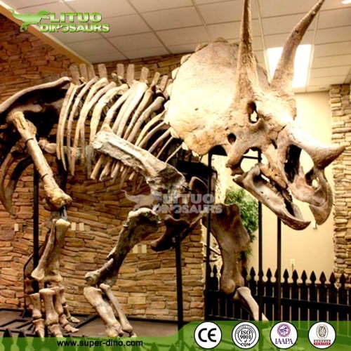 Museum Exhibition Life Size Dinosaur Skeleton