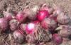 Red Natural Fresh Onion Anti-Cholesterol For Grilling And Char-Broiling, Flat spherical or spherical