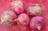 Red Natural Fresh Onion Flate And Round Shape Contains Folic Acid , 50mm - 90mm, onion reddish scale