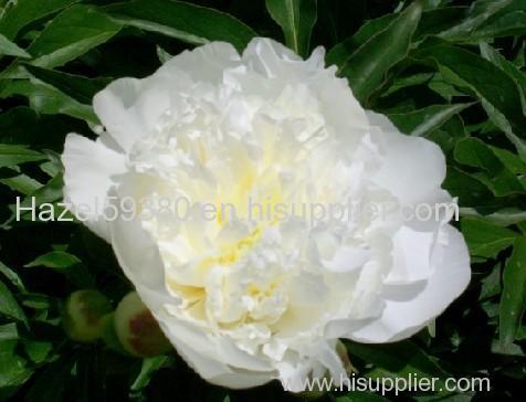 White Peony Root P.E