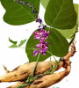 Pueraria Root P.E / Isoflavones