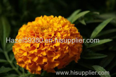 Marigold P.E / Lutein