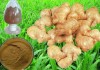Ginger Root P.E / Gingerols5 %