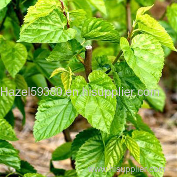 Mulberry leaf Extract / 1-Deoxynojirimycin(DNJ) 1%