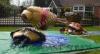 Inflatable Sports Games / Sumo Suits Sumo Wrestling / Foam Padded Sumo Suit