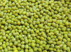 Green mung bean for sale..