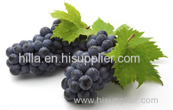 Grape Seed Extract Proanthocyanidin Polyphenol