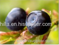 Bilberry Extract Anthocyanidin Anthocyanin
