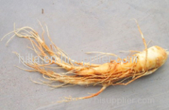 Ginseng Extract Ginsenosides Ginseng P.E.