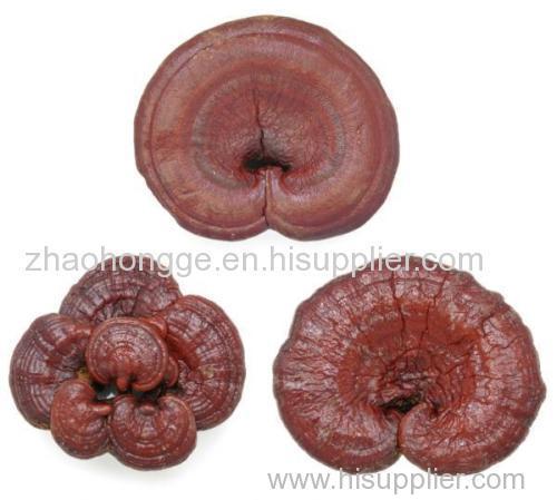 100% Natrual Reishi Extract ganoderma lucidum