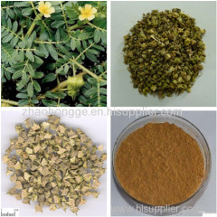 100% nature tribulus terrestris extracthigh purity tribulus extract 90% tribulus terrestris powder
