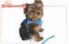 Puppies And Toy Breeds Adjustable XS Mesh Pet Harness for small dog