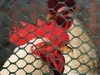 Hexagonal Plastic Poultry Fence - Soft and Strong