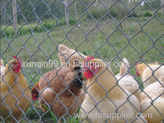 Chain Link Poultry Netting Protects Poultry in Place