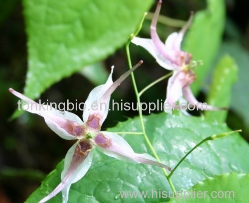 Icariin/Epimedium powder/horny goat powder