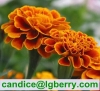 Marigold extract lutein 5% 10% 20% 80%