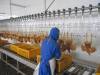 poultry slaughter line slaughterhouse abattoir equipments
