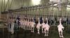 poultry chicken slaughter line/abatoir slaughterhouse slaughtering equipment