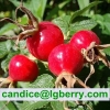 100% Natural wild Rose Hip Extract