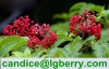 Anthocyanin 5-70% Natural Wild Elderberry Extract