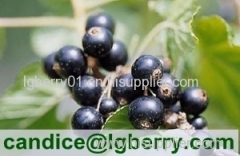 Top quality black currant anthocyanin