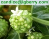 Natural Noni fruit extract/Morinda citrifolia extract powder(10 years factory)