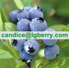 Food supplement organic blueberry powder