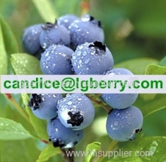 Food supplement organic blueberry powder