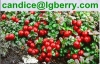 Lingonberry juice powder/lingonberry juice