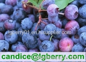 100% Pure organic blueberry concentrate/pure blueberry juice