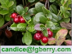 (Canada Imported Cranberry) Fruit juice concentrate cranberry extract